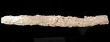 Fulgurite - Petrified Lightning Strike #48363-1